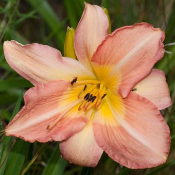 Hemerocallis Joyful Occasion - Daylily