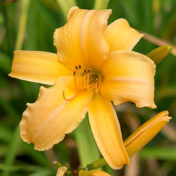 Hemerocallis Judge Orr - Daylily