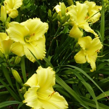 Hemerocallis Lemon Lyric - Daylily