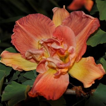 Hemerocallis Longfields Twins - Daylily