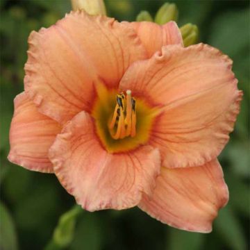 Hemerocallis Mama Cha Cha - Daylily