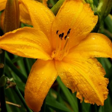 Hemerocallis Orange Prelude - Daylily