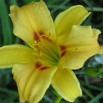 Hemerocallis Pinocchio - Daylily