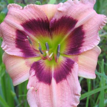 Hemerocallis Siloam Bo Peep - Daylily