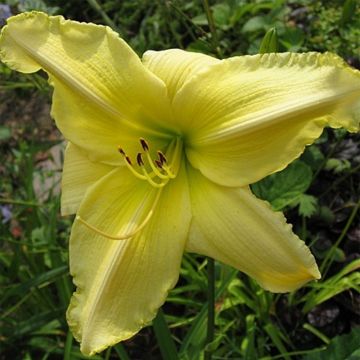 Hemerocallis Soft Cashmere - Daylily