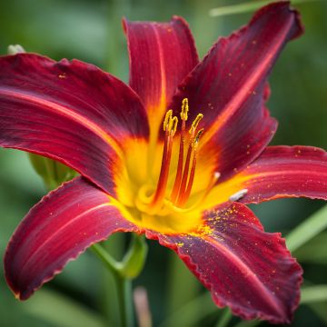 Hemerocallis Sweet Hot Chocolate - Daylily