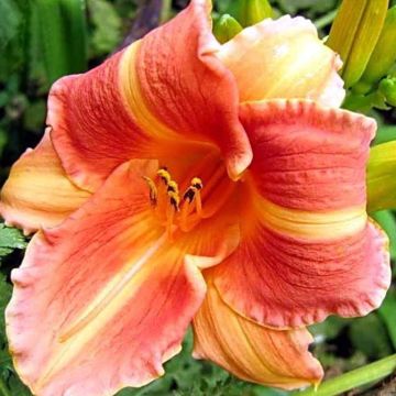 Hemerocallis Martha Lee - Daylily
