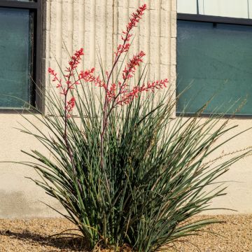 Hesperaloe parviflora Arizona Sunrise - Red yucca