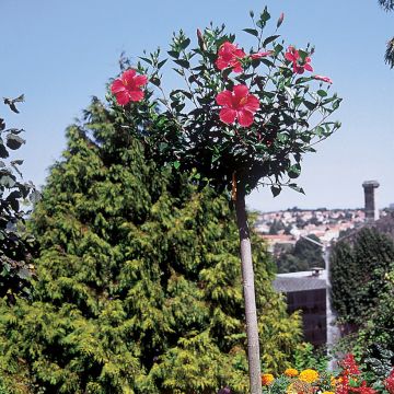Hibiscus x rosa-sinensis Sunny Cities Premiere Red - Rose of china