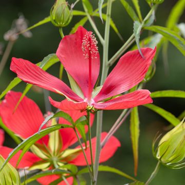 Hibiscus coccineus