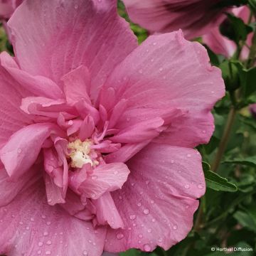 Hibiscus syriacus Beautifull Magenta - Rose of Sharon Hibiscus syriacus Beautifull Magenta - Rose of Sharon