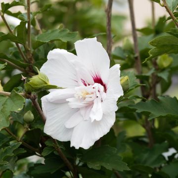 Hibiscus syriacus China Chiffon - Rose of Sharon Hibiscus syriacus China Chiffon - Rose of Sharon