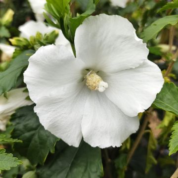 Hibiscus syriacus Eléonore - Althéa simple, blanc pur. Hibiscus syriacus Eléonore - Althéa simple, blanc pur.