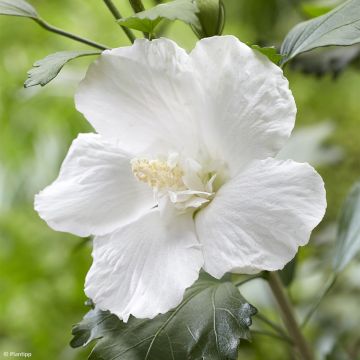 Hibiscus syriacus Flower Tower White - Rose of Sharon