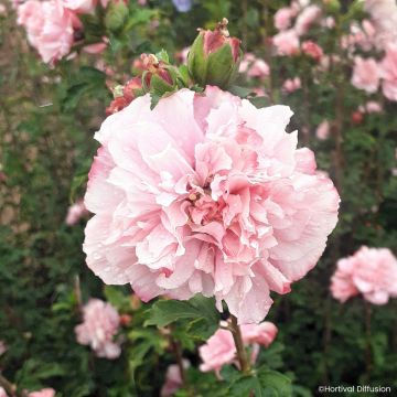 Hibiscus syriacus French Cabaret Pink -  Rose of Sharon