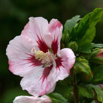 Hibiscus syriacus Hamabo - Rose of Sharon Hibiscus syriacus Hamabo - Rose of Sharon