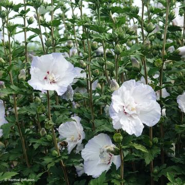 Hibiscus syriacus Igloo - Rose of Sharon Hibiscus syriacus Igloo - Rose of Sharon