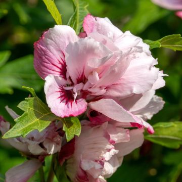 Hibiscus syriacus Lady Stanley - Rose of Sharon Hibiscus syriacus Lady Stanley - Rose of Sharon