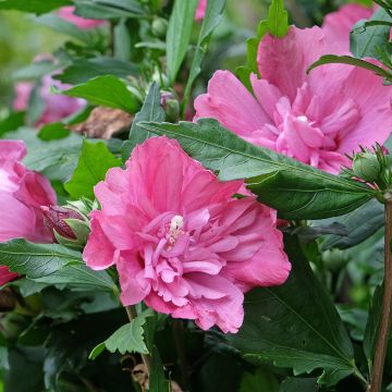 Hibiscus syriacus Magenta Chiffon - Rose of Sharon Hibiscus syriacus Magenta Chiffon - Rose of Sharon