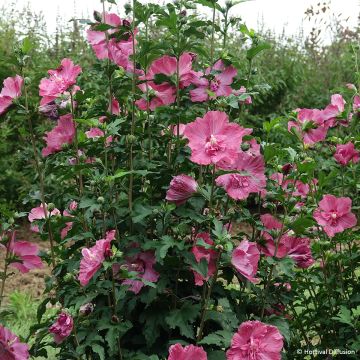 Hibiscus syriacus Pompei - Rose of Sharon Hibiscus syriacus Pompei - Rose of Sharon