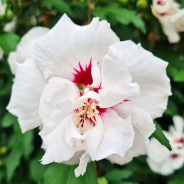 Hibiscus syriacus Speciosus
