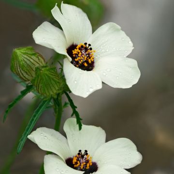 Hibiscus trionum - African Hibiscus Hibiscus trionum - African Hibiscus