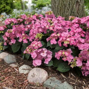 Hydrangea macrophylla Endless Summer Pop Star