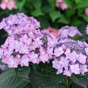 Hydrangea serrata Frozen Smoothie ® - Mountain Hydrangea