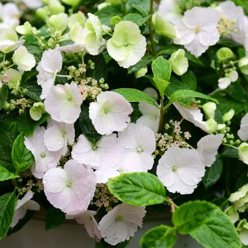 Hydrangea Runaway Bride Snow White
