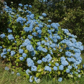 Hydrangea macrophylla Generale Vicomtesse de Vibraye
