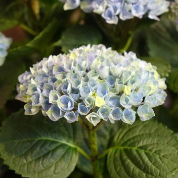 Hydrangea macrophylla Magical Revolution Blue