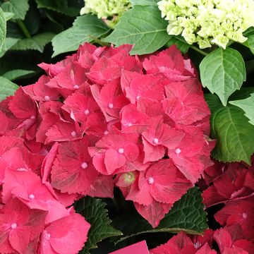 Hydrangea macrophylla Ruby Tuesday