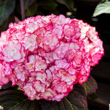 Hydrangea macrophylla Miss Saori
