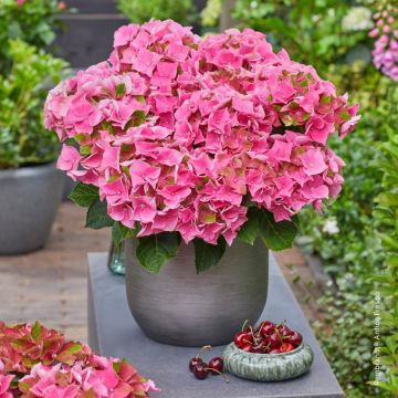 Hydrangea macrophylla Doppio Antico Fresco