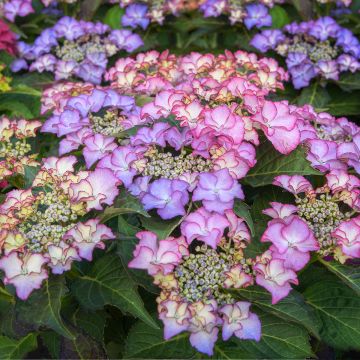 Hydrangea macrophylla Tiffany