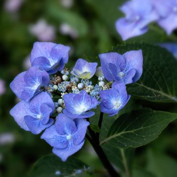 Hydrangea macrophylla Zorro bleu