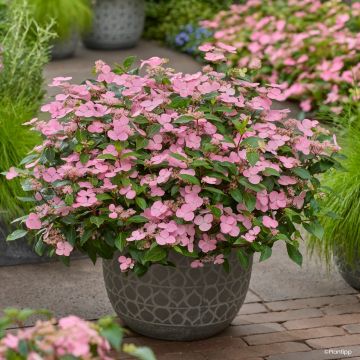 Hydrangea scandens First Love®