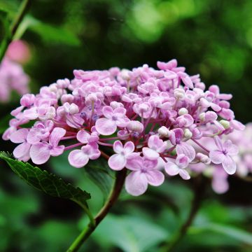 Hydrangea macrophylla Ayesha