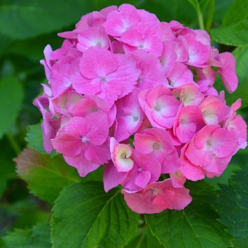 Hydrangea macrophylla Berlin Rabe 