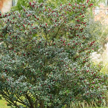 Ilex aquifolium Alaska - Common Holly
