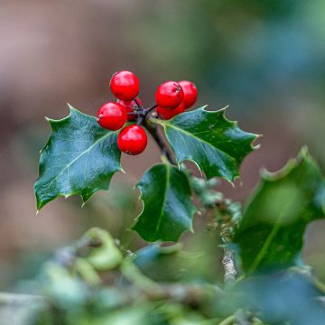 Ilex aquifolium - Common Holly