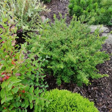 Houx crénelé - Ilex crenata Convexa Houx crénelé - Ilex crenata Convexa