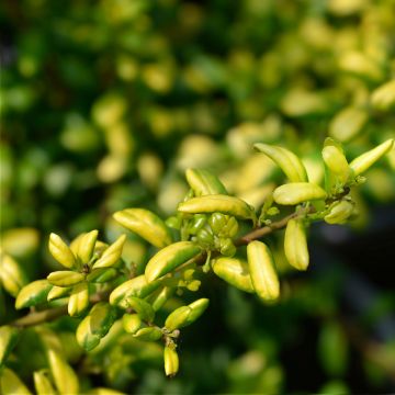 Houx crénelé - Ilex crenata Convexed Gold Houx crénelé - Ilex crenata Convexed Gold