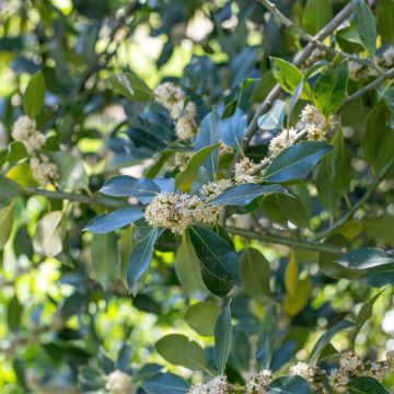 Ilex Nellie R. Stevens