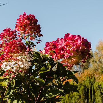 Hydrangea paniculata Magical Fire