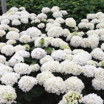 Hydrangea macrophylla Rendez-Vous Choco Pur