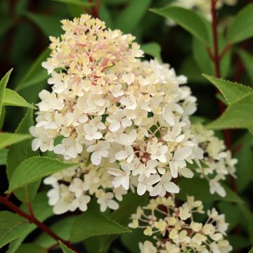 Hydrangea paniculata Coussine Petite® Flori