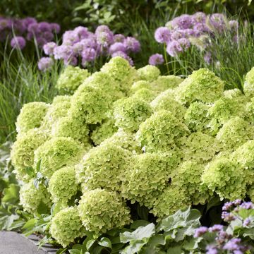 Hydrangea paniculata Groundbreaker Greeny