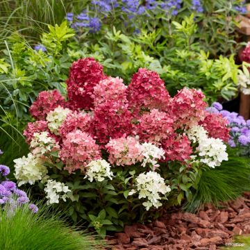 Hydrangea paniculata Groundbreaker Ruby