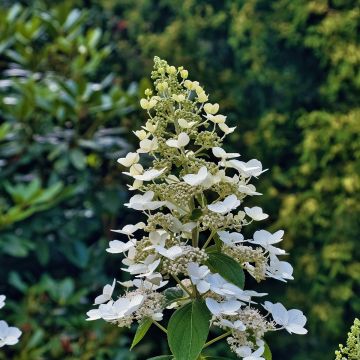 Hydrangea paniculata Levana